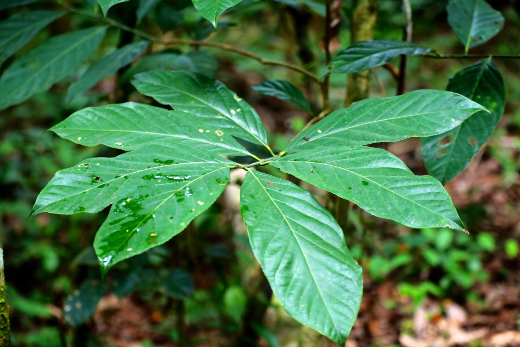 The unassuming plant credited with saving two lives this year (Tashka Yawanawa)