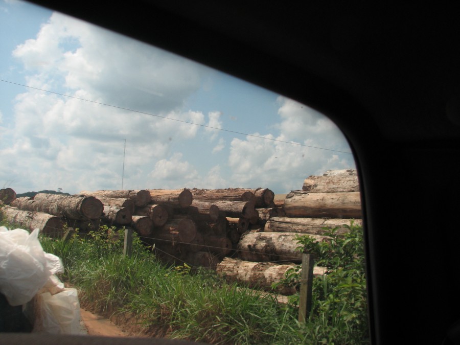 photo of stacked logs