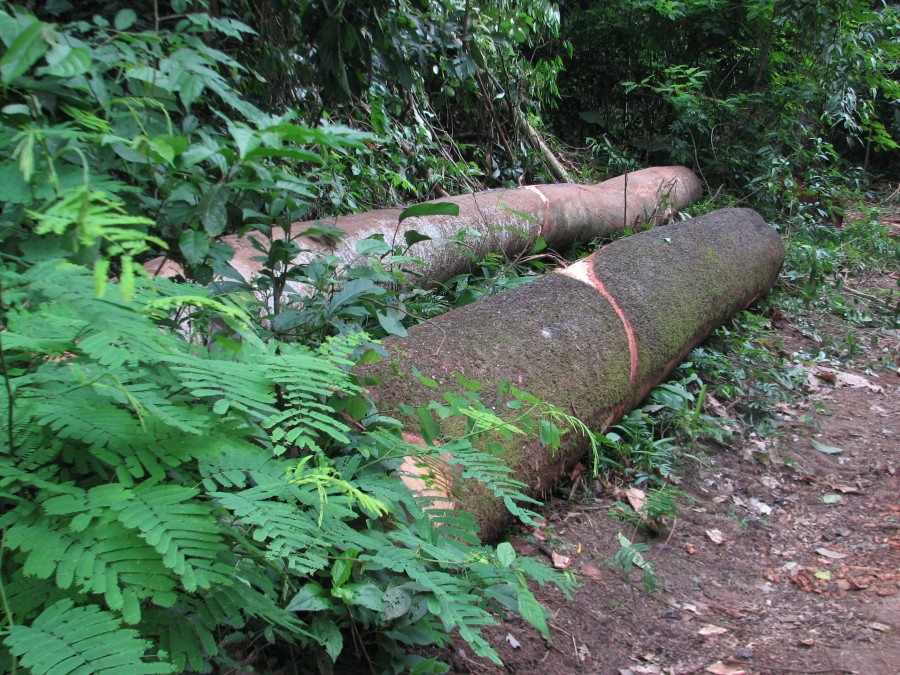 photo of chopped logs