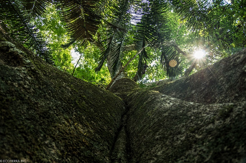 3_Tambopata_carbon