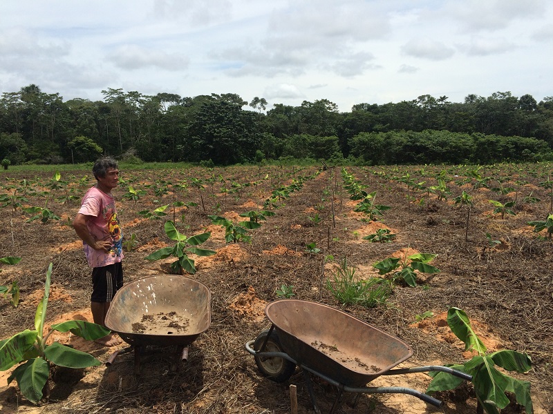 7_Tambopata_cocoa growing