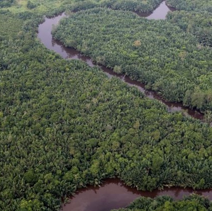 PeatForest