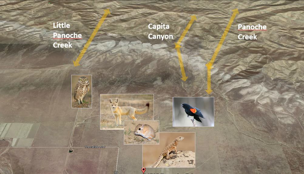 Five high-value species were identified for the Panoche Valley property. Several of these were connected via migration corridors to populations in California's Central Valley. This made the property especially desirable to regulators as a potential conservation bank.