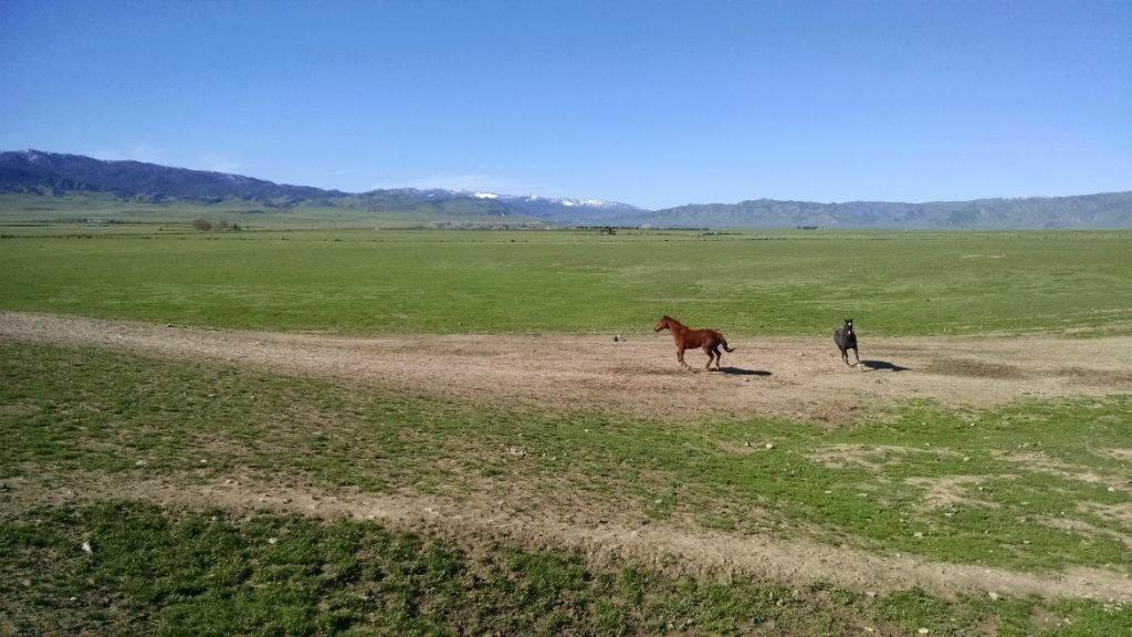 Sale value more than tripled for this California horse ranch after eco-asset values were inventoried.