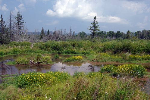 The Canaan Valley in West Virginia, now a prized national wildlife refuge, was once considered for development as a hydroelectric generating station.