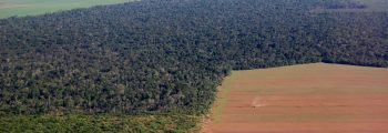 Forest Trends shows the link between commercial agriculture and illegal deforestation