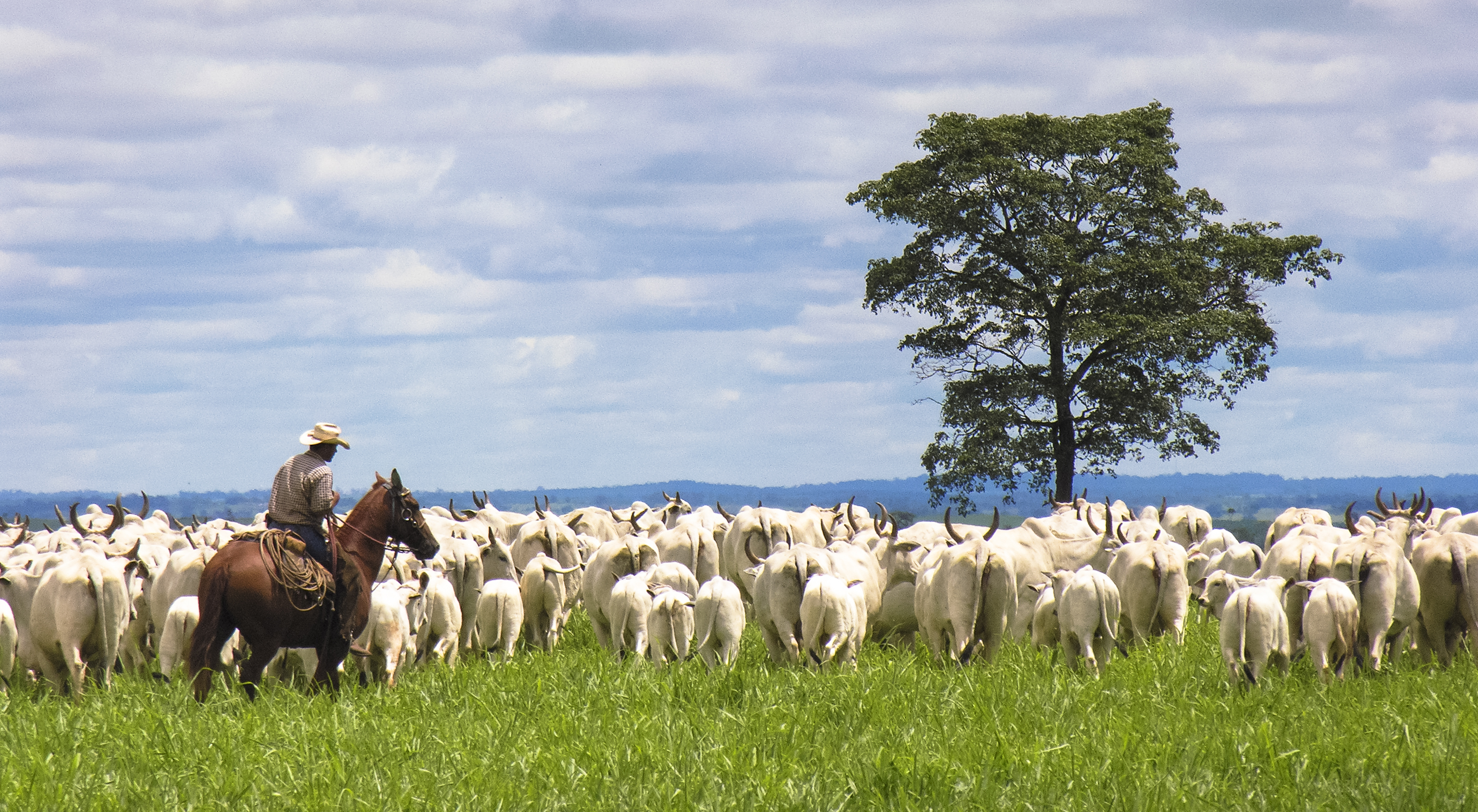 New Report Tracks the Impact of Forest Finance in Brazil - Forest Trends