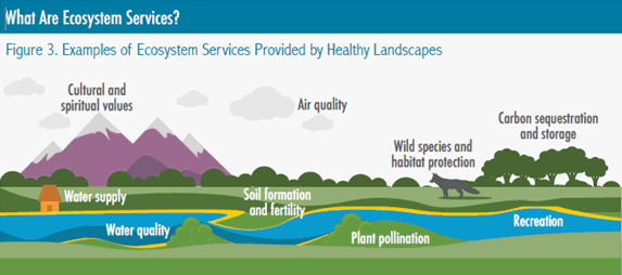 ecosystem markets explained ecosystem