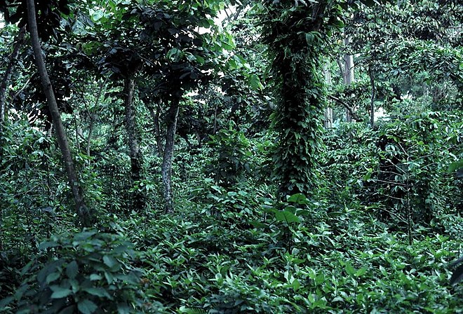 Shade coffee plantation in Guatemala. The undergrowth is coffee, which is both protected and nourished by the larger shade trees. Photo Credit: John Blake, University of Florida