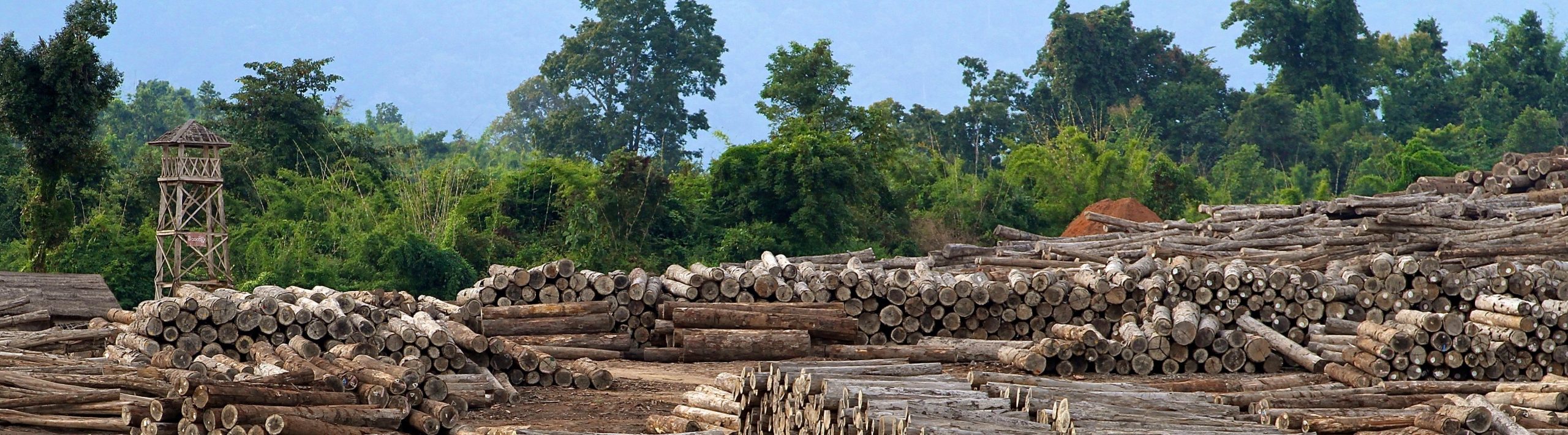 From Myanmar to Milan how tracking trade in Burmese teak reveals