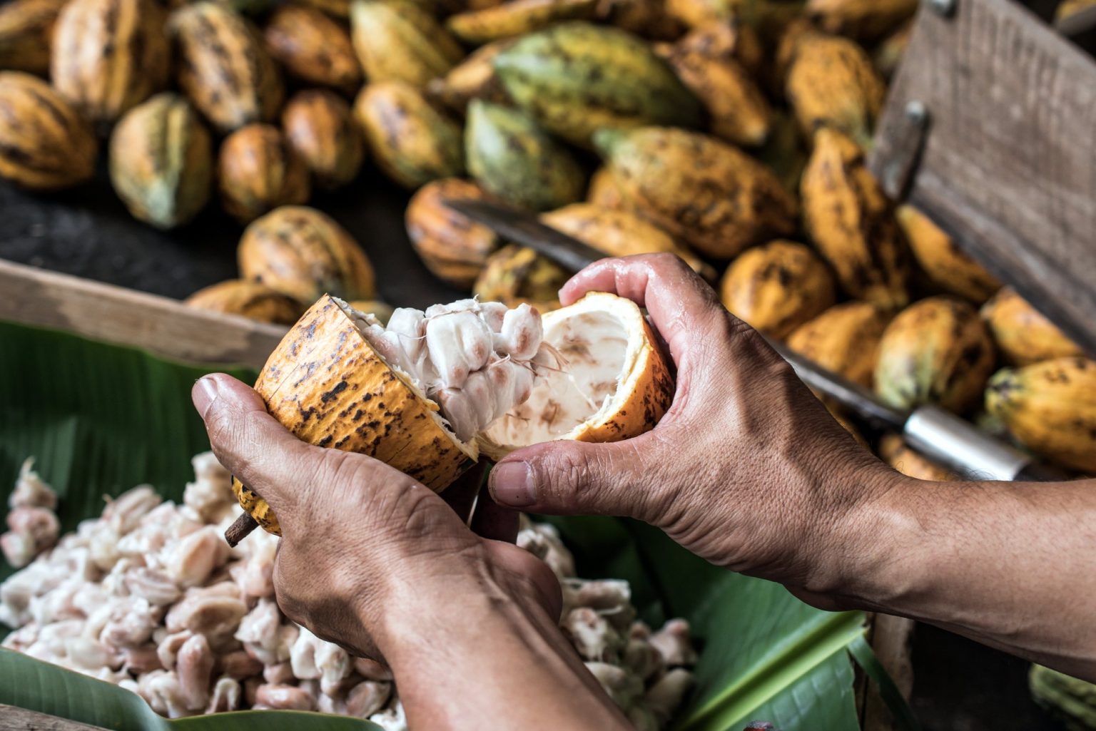 inar Addressing Environmental and Social Risks in Cocoa Supply Chains Forest Trends