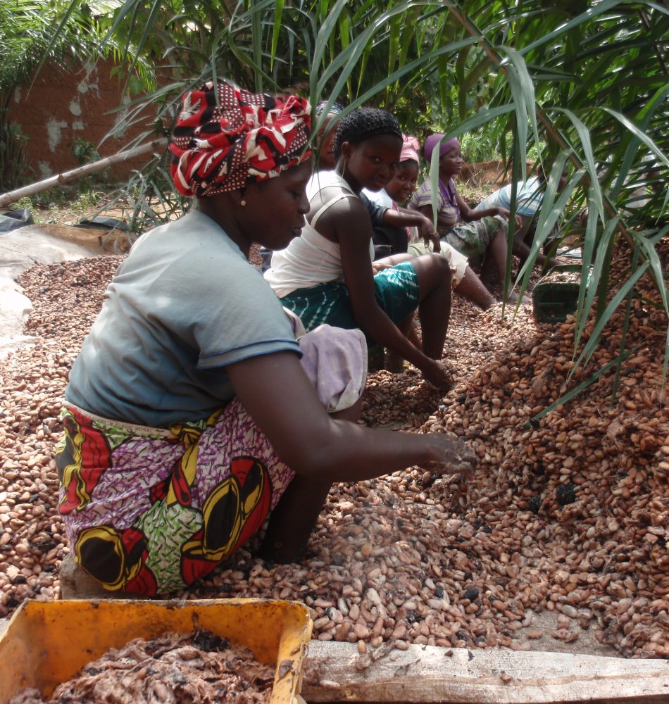 How much cocoa is coming from illegally deforested lands? Forest Trends