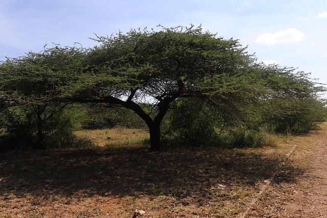 Maputo Tree Webinar: Navigating the Development of CCP-approved Projects for NbS ...