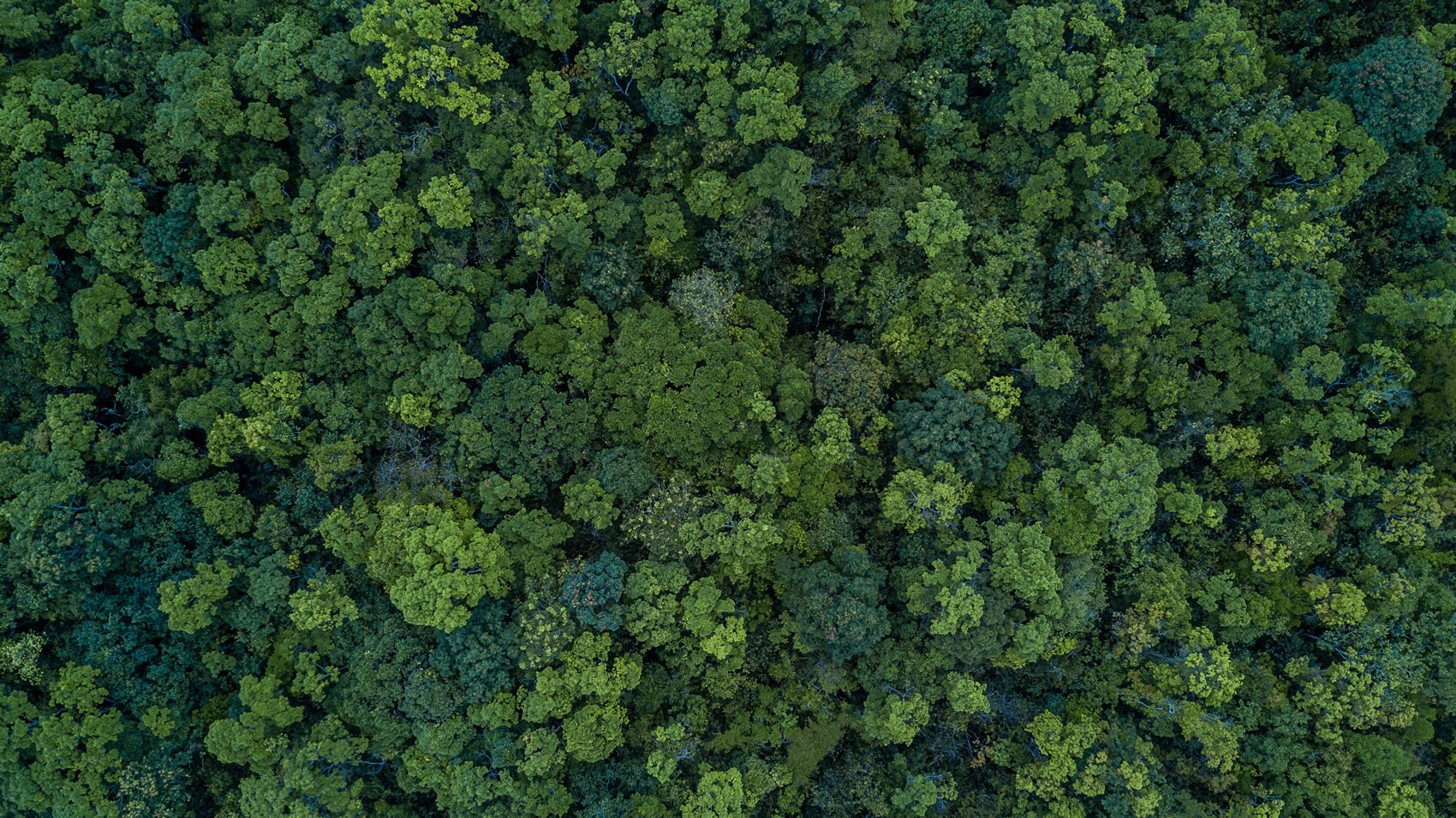 IDAT - Illegal Deforestation and Associated Trade Risk - Vimarsana News