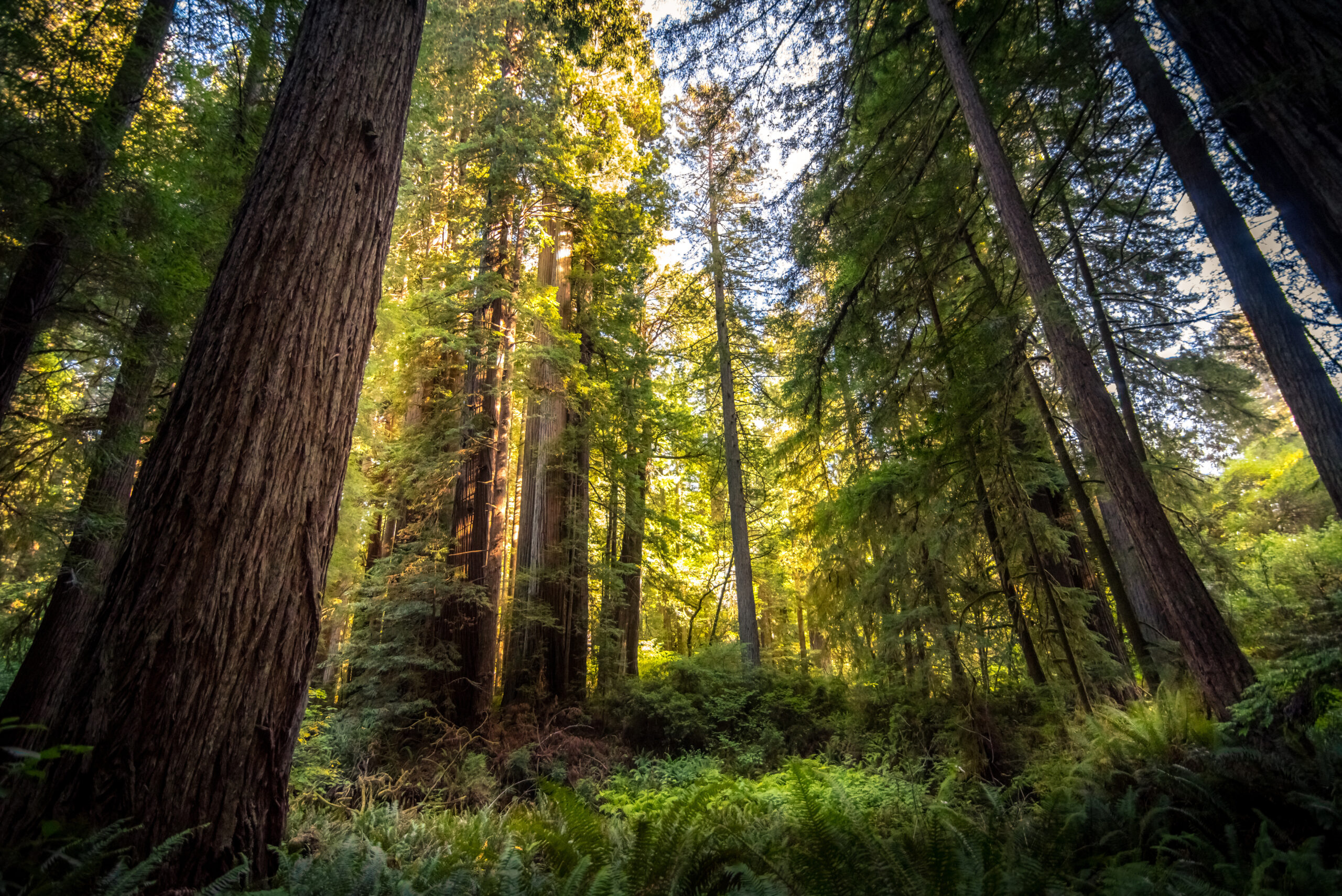 2023 Wall Street Green Summit Forest Trends