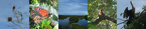 Imagems do Pantanal